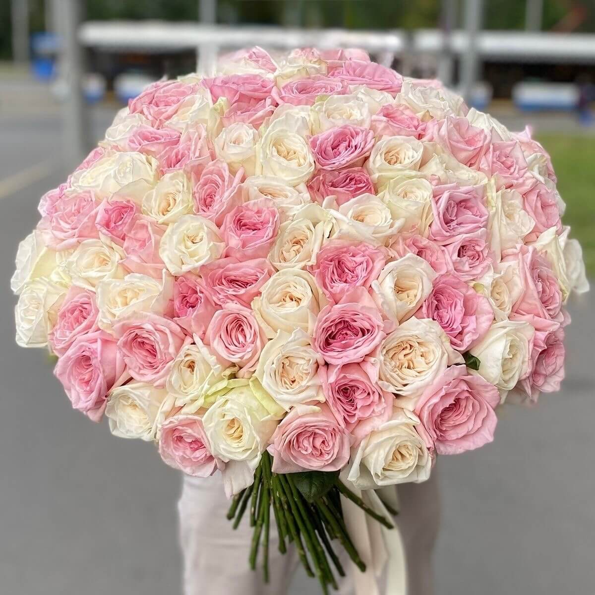 Pink & White Ohara — Peony-Style Roses